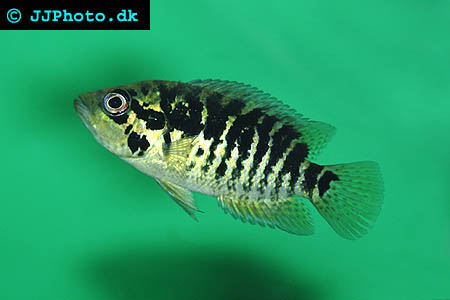 Parachromis loisellei picture
