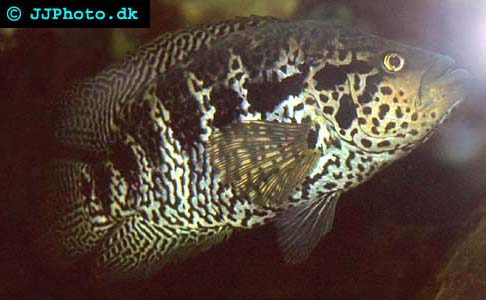 Jaguar cichlid