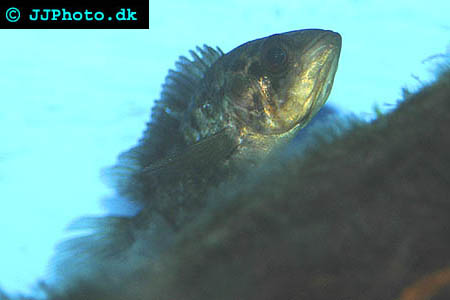 Picture of juvenil jaguar cichlid