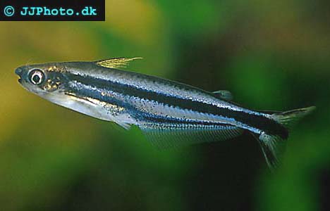 Pareutropius buffei picture