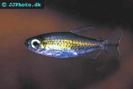 Female Phenacogrammus interruptus - Congo Tetra picture