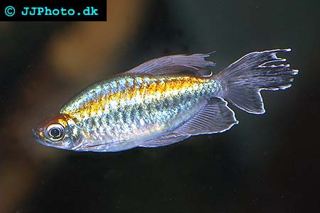 Male Congo Tetra - Phenacogrammus interruptusi picture