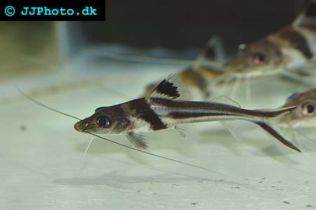 Ornate pim catfish - Pimelodus ornatus picture
