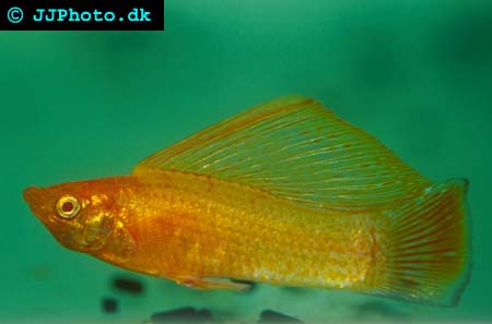 male poecilia latipinna - Sailfin Molly picture