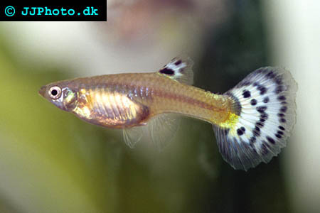 Guppy - poecilia reticulata female picture