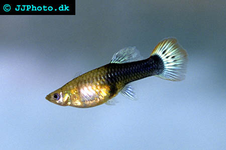 Picture of guppy female
