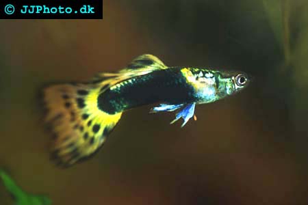 male poecilia reticulata - Guppy picture