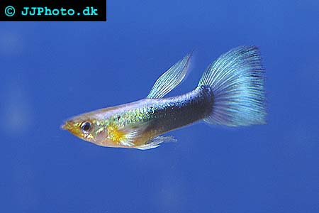 Picture of guppy male