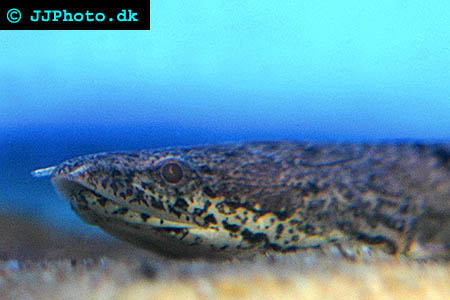 Armoured bichir, banded bichir - Polypterus delhezi picture