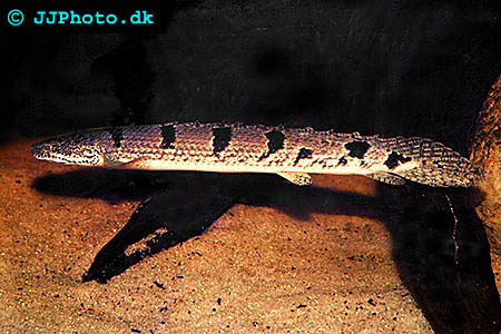 Polypterus delhezi - Armoured bichir, banded bichir picture