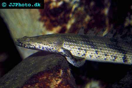  Polypterus endlicheri 