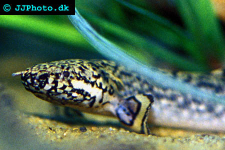 Ornate bichir - Polypterus ornatipinnis picture