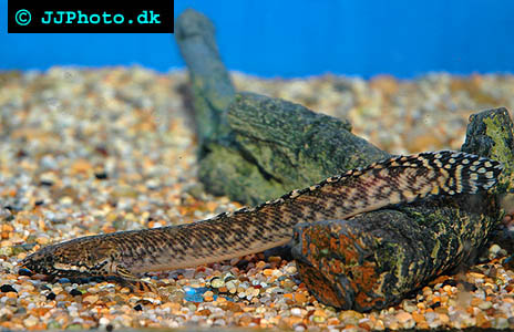 Polypterus ornatipinnis - Ornate bichir picture