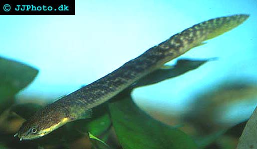  Polypterus palmas 