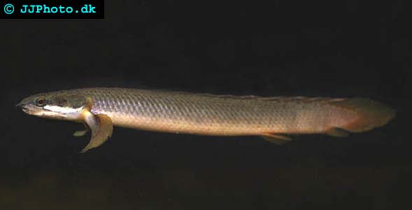 Polypterus senegalus senegalus - Gray bichir picture