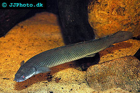 Gray bichir - Polypterus senegalus senegalus picture