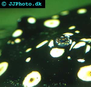 Potamotrygon leopoldi - Polka dot ray picture