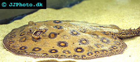 Ocellate river stingray - Potamotrygon motoro picture