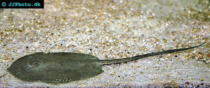 Smooth Back River Stingray -  Potamotrygon orbignya picture