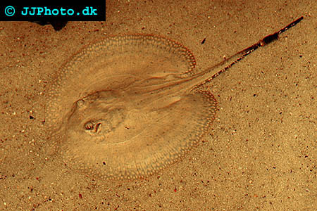 Potamotrygon orbignya - Smooth Back River Stingray picture