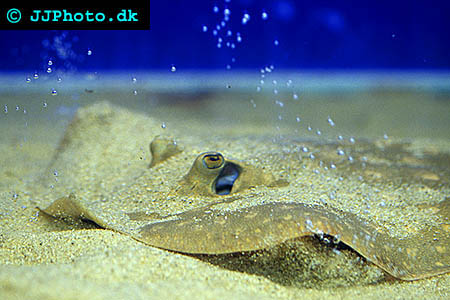 Raspy river stingray, Mossaic stingray - Potamotrygon scobina picture