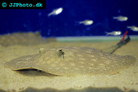 Potamotrygon scobina - Raspy river stingray, Mossaic stingray picture