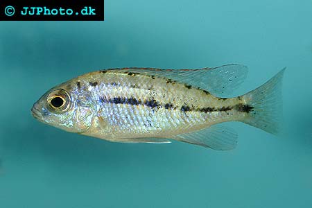 juvenile Protomelas taeniolatus - Red Empress picture