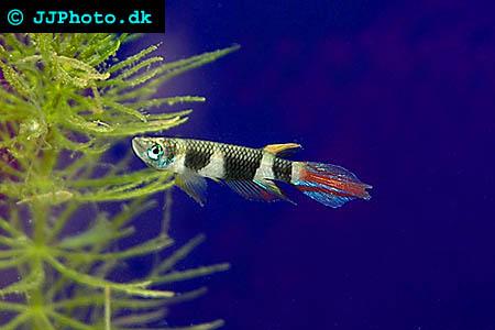 Pseudepiplatys annulatus -  Clown Killifish. Clown Panchax picture