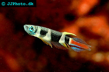  Clown Killifish. Clown Panchax - Pseudepiplatys annulatus picture