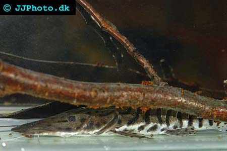 Picture of tiger shovelnose catfish