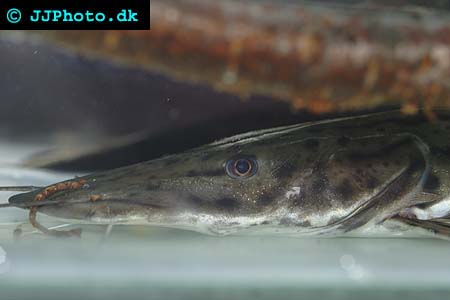 Close up of tiger shovelnose catfish pseudoplatystoma fasciatum