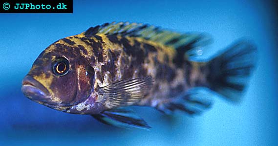 Red Zebra cichlid - Maylandia estherae picture