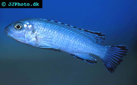 Powder Blue cichlid - Pseudotropheus socolofi picture