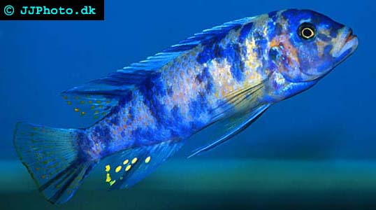 Pseudotropheus marmalade cat - an easily breed mbuna cichlid