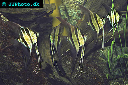 Altum angelfish-pterophyllum-altum picture