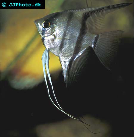 Good angelfish for breeding