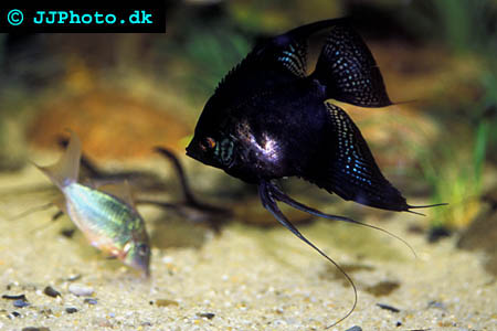 Black angelfish picture