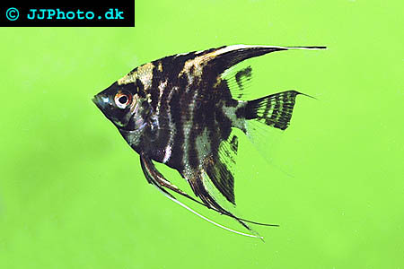 Black angelfish for breeding