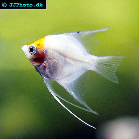 redhead ghost angelfish for breeding