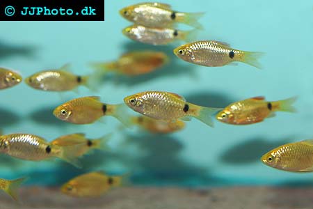 Rosy barb on sale care