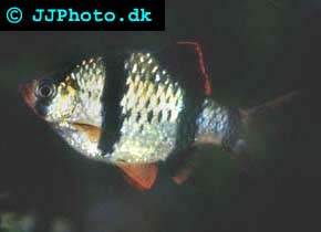 Tiger barb in breeding condition