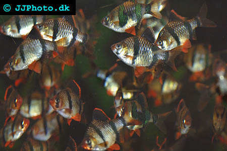 Successful tiger barb breeding