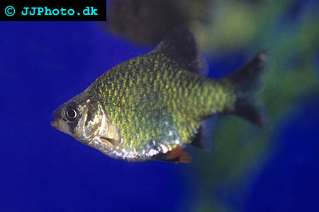 green tiger barb