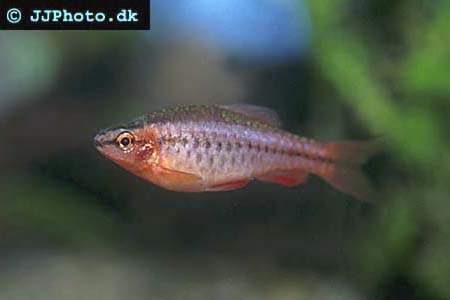 Cherry Barb
