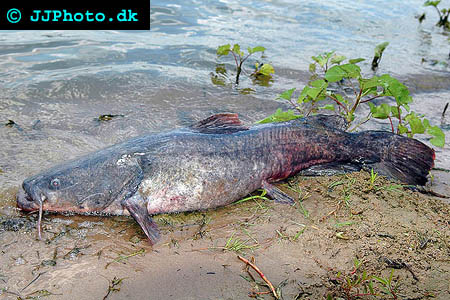 Picture of flathead catfis - pylodictis olivaris