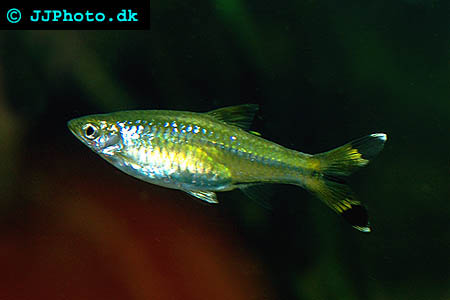 Rasbora trilineata - Scissortail picture