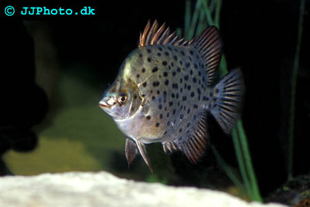 gren Scatophagus argus - R picture