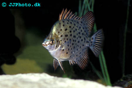 gren Scatophagus argus - R picture