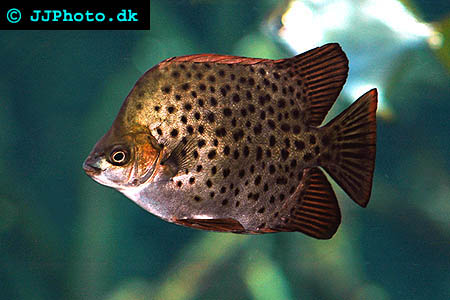 Red Argus Fish, Scat - Scatophagus argus picture
