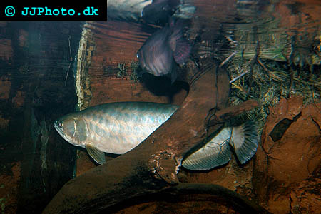 Scleropages formosus - Asian Arowana picture